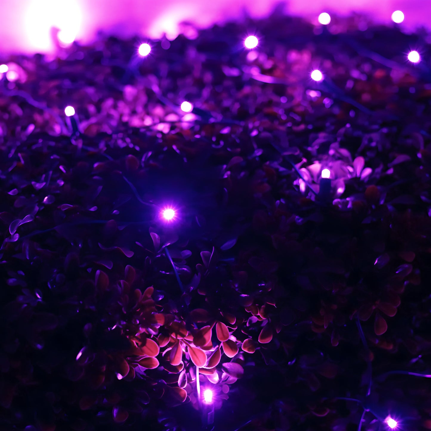 4' x 6' Purple 5mm LED Christmas Net Lights