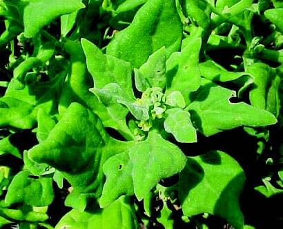 New Zealand Spinach Seeds