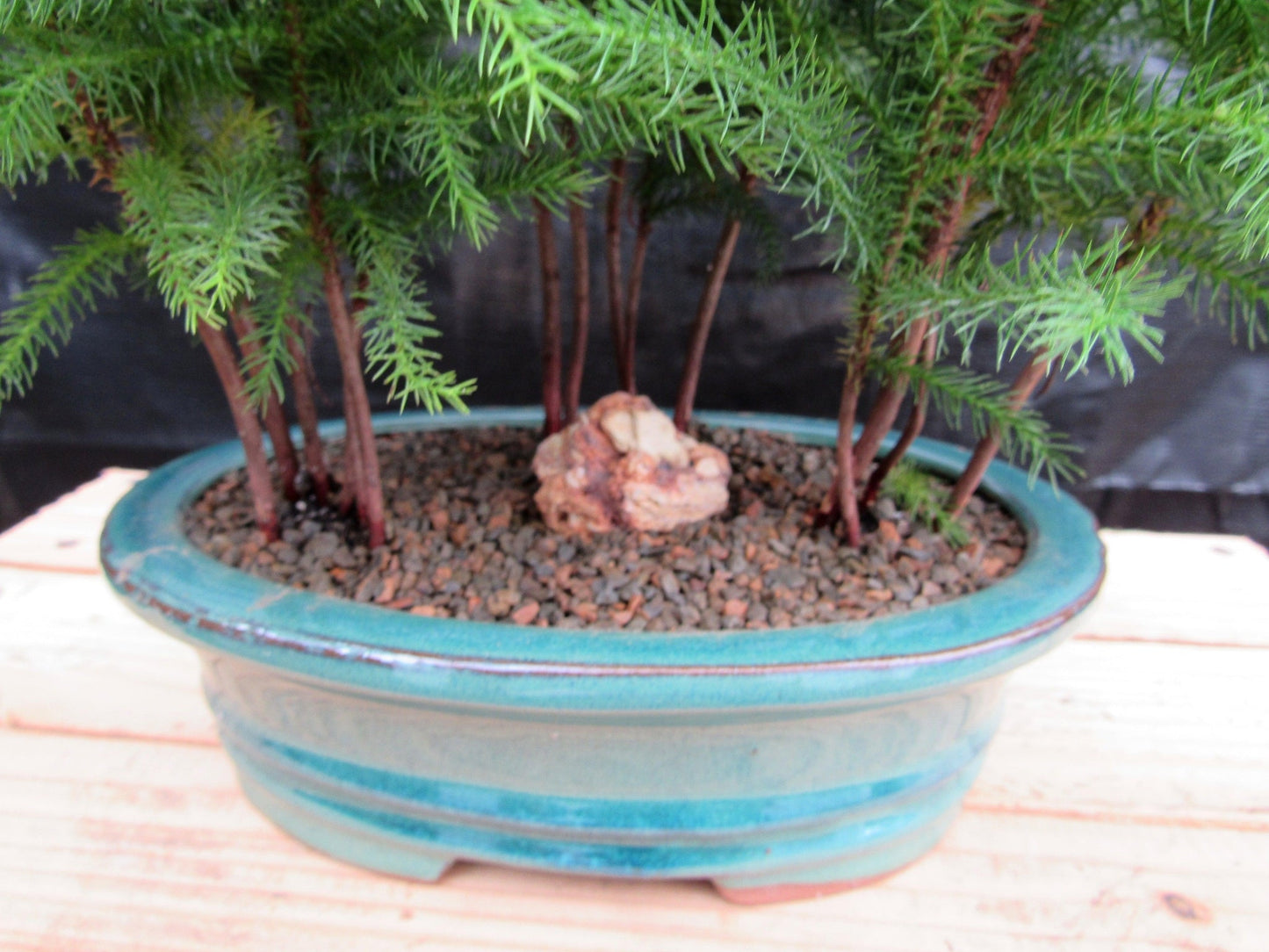 Norfolk Island Pine Bonsai 3 Tree Forest