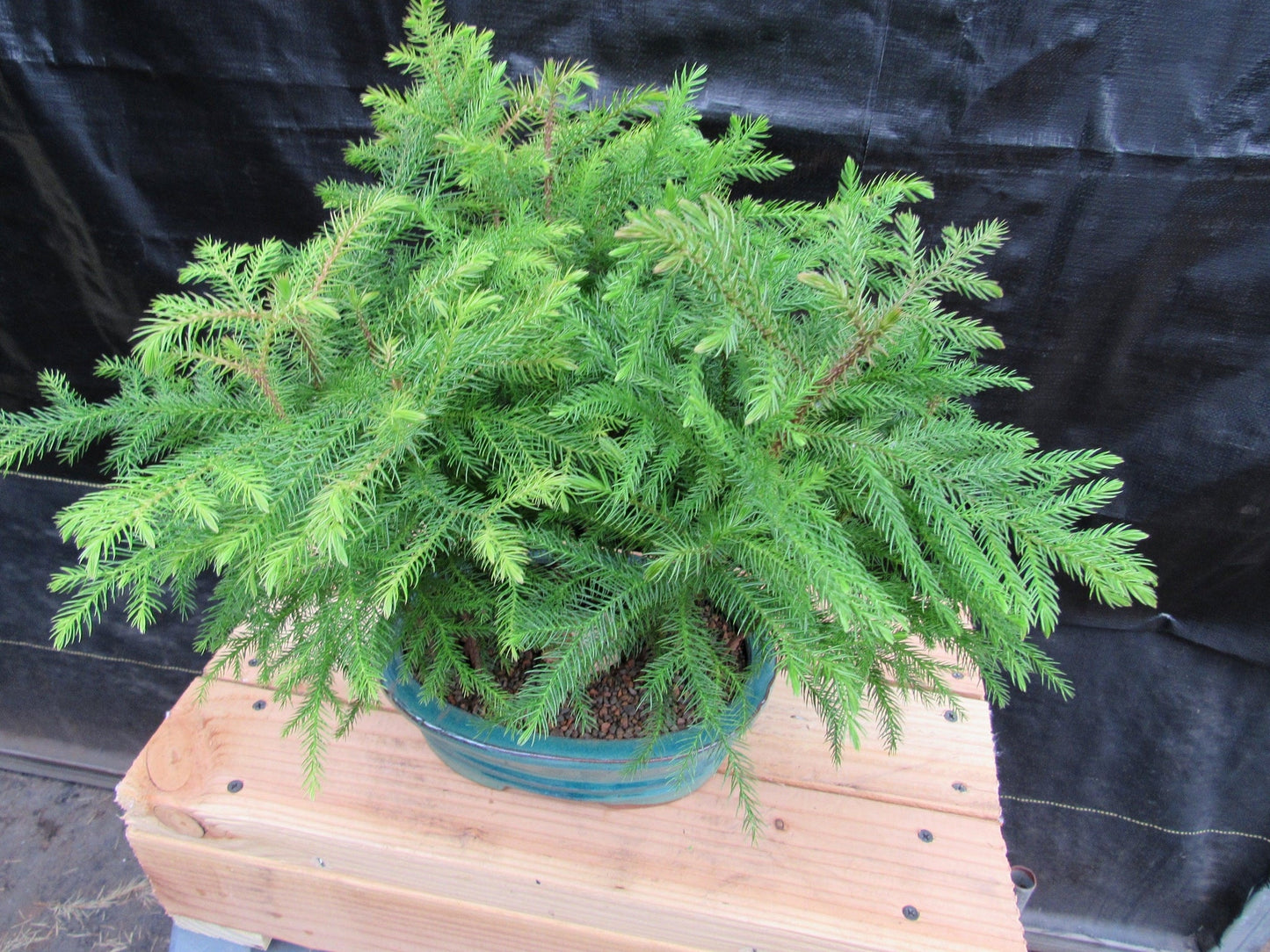 Norfolk Island Pine Bonsai 3 Tree Forest