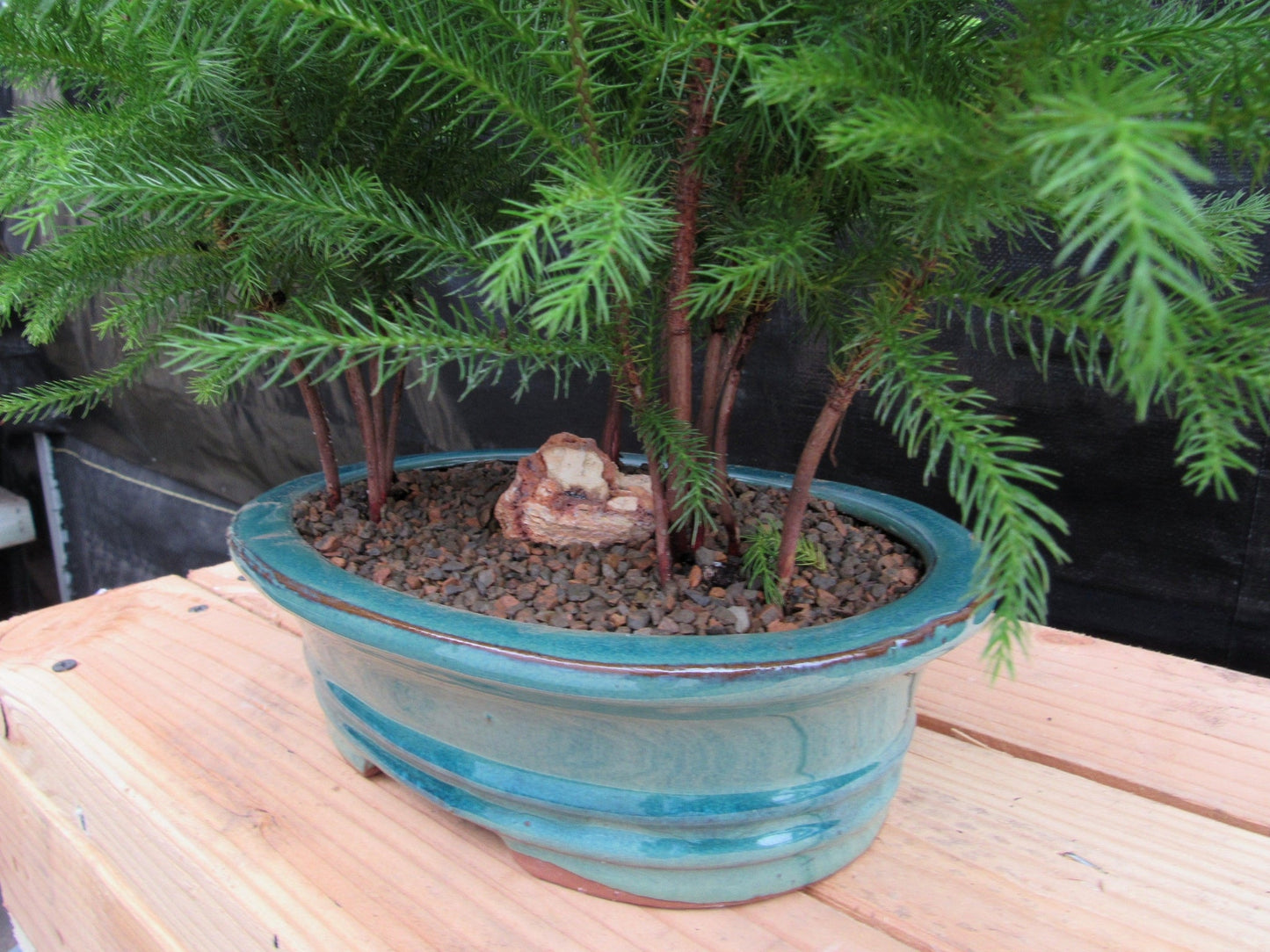 Norfolk Island Pine Bonsai 3 Tree Forest