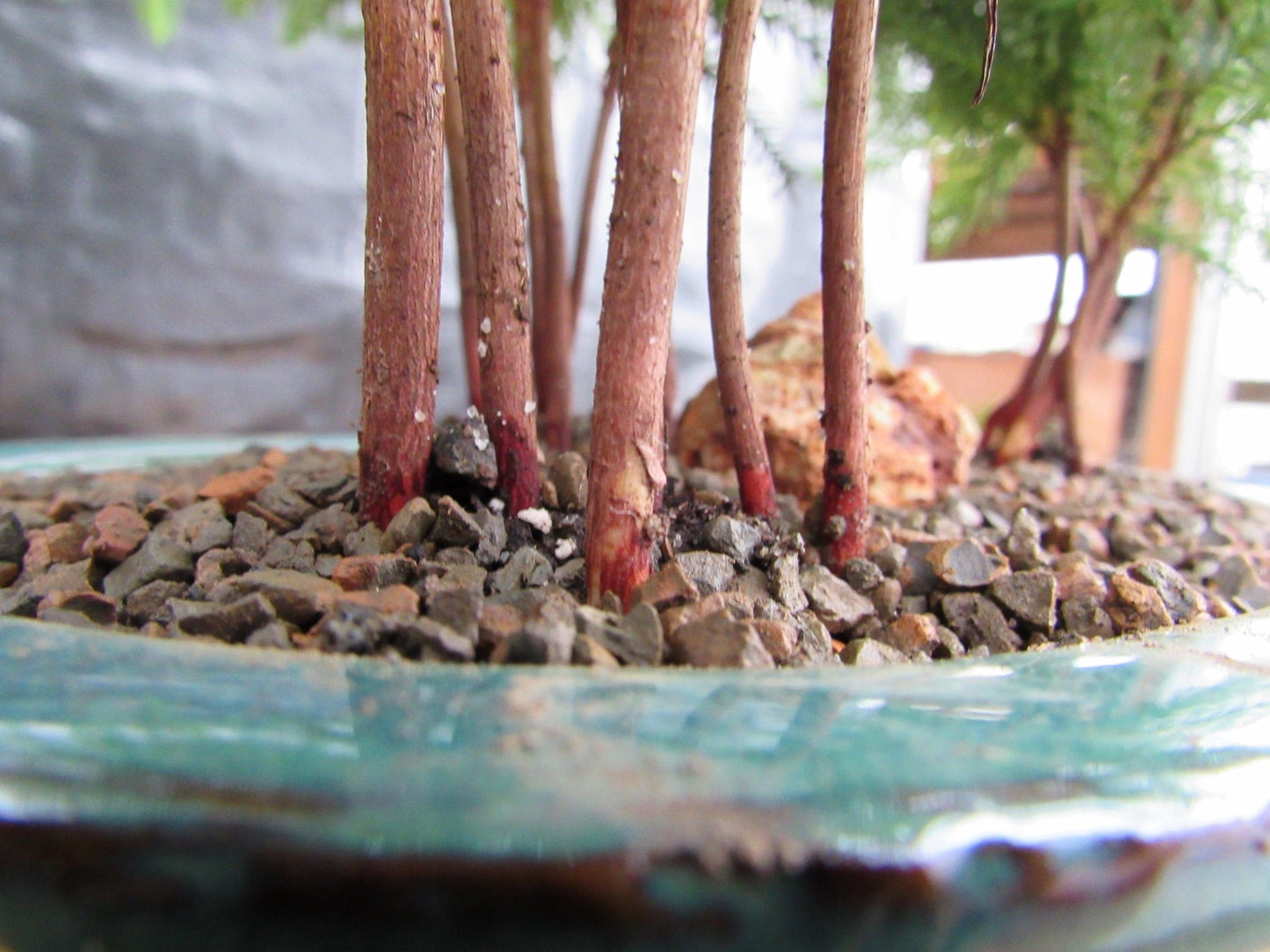 Norfolk Island Pine Bonsai 3 Tree Forest