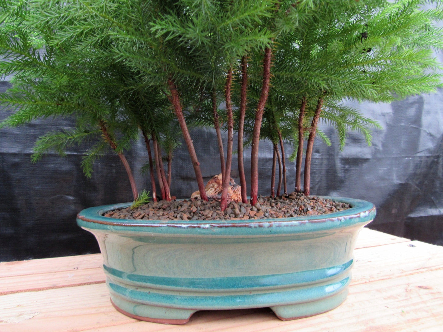 Norfolk Island Pine Bonsai 3 Tree Forest