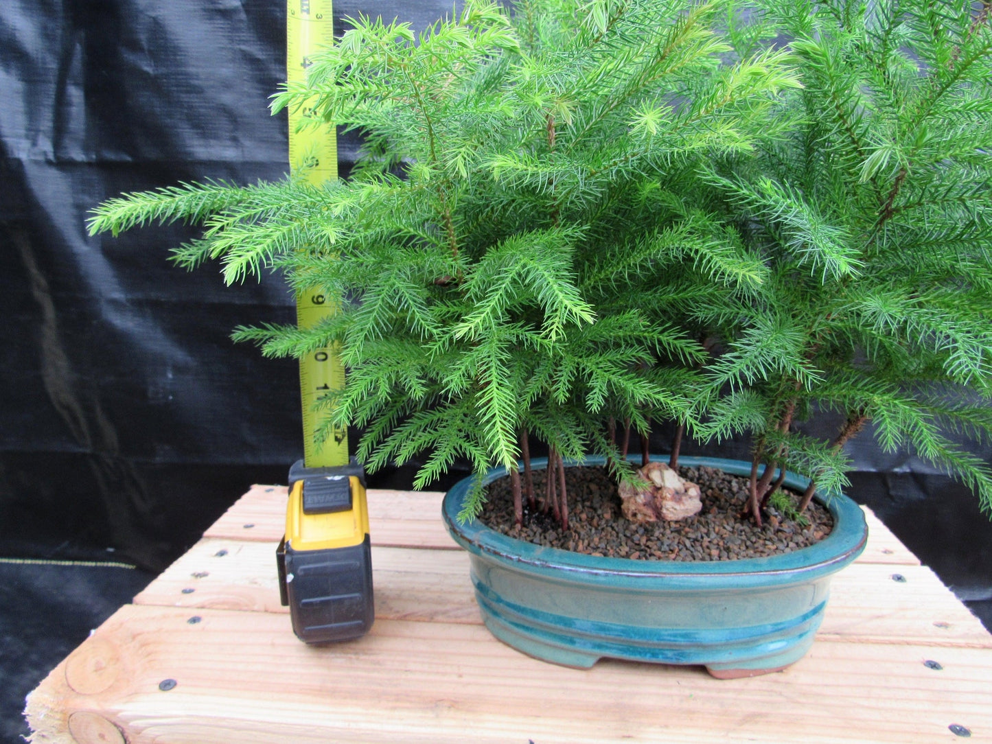 Norfolk Island Pine Bonsai 3 Tree Forest