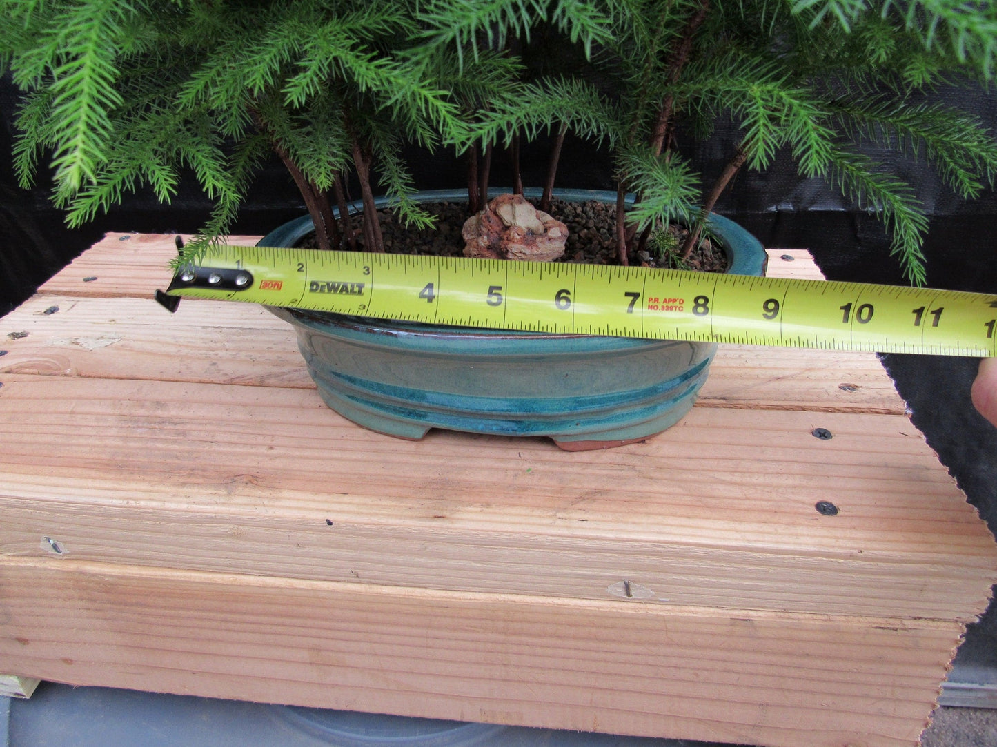 Norfolk Island Pine Bonsai 3 Tree Forest