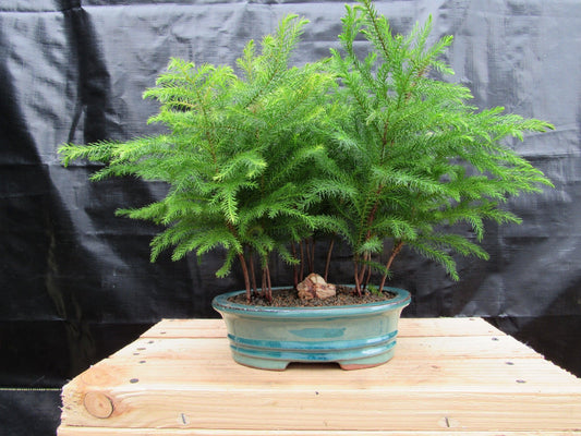 Norfolk Island Pine Bonsai 3 Tree Forest