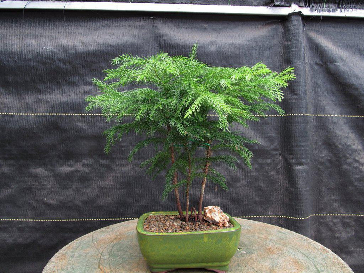 Norfolk Island Pine Bonsai Tree