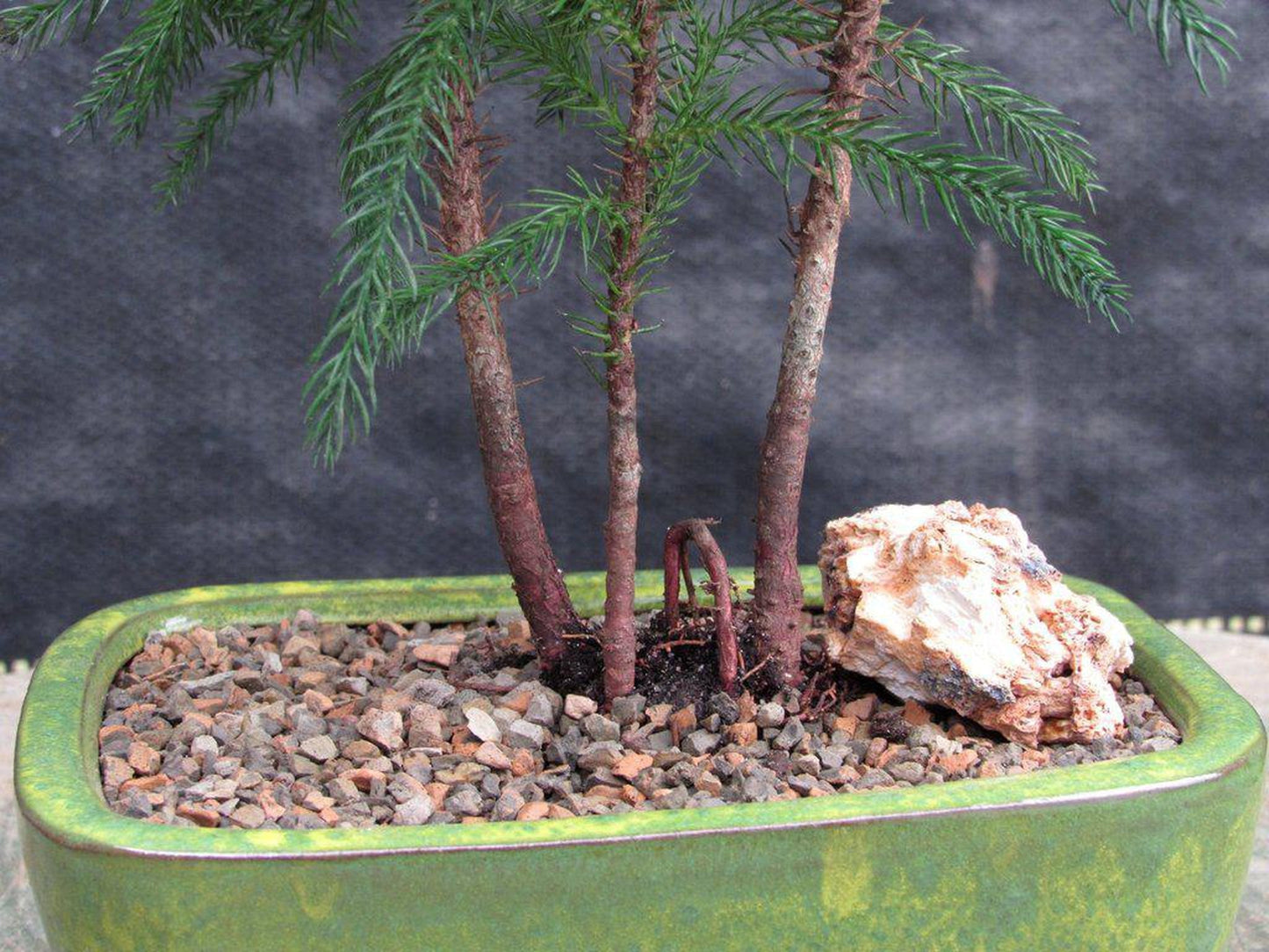 Norfolk Island Pine Bonsai Tree