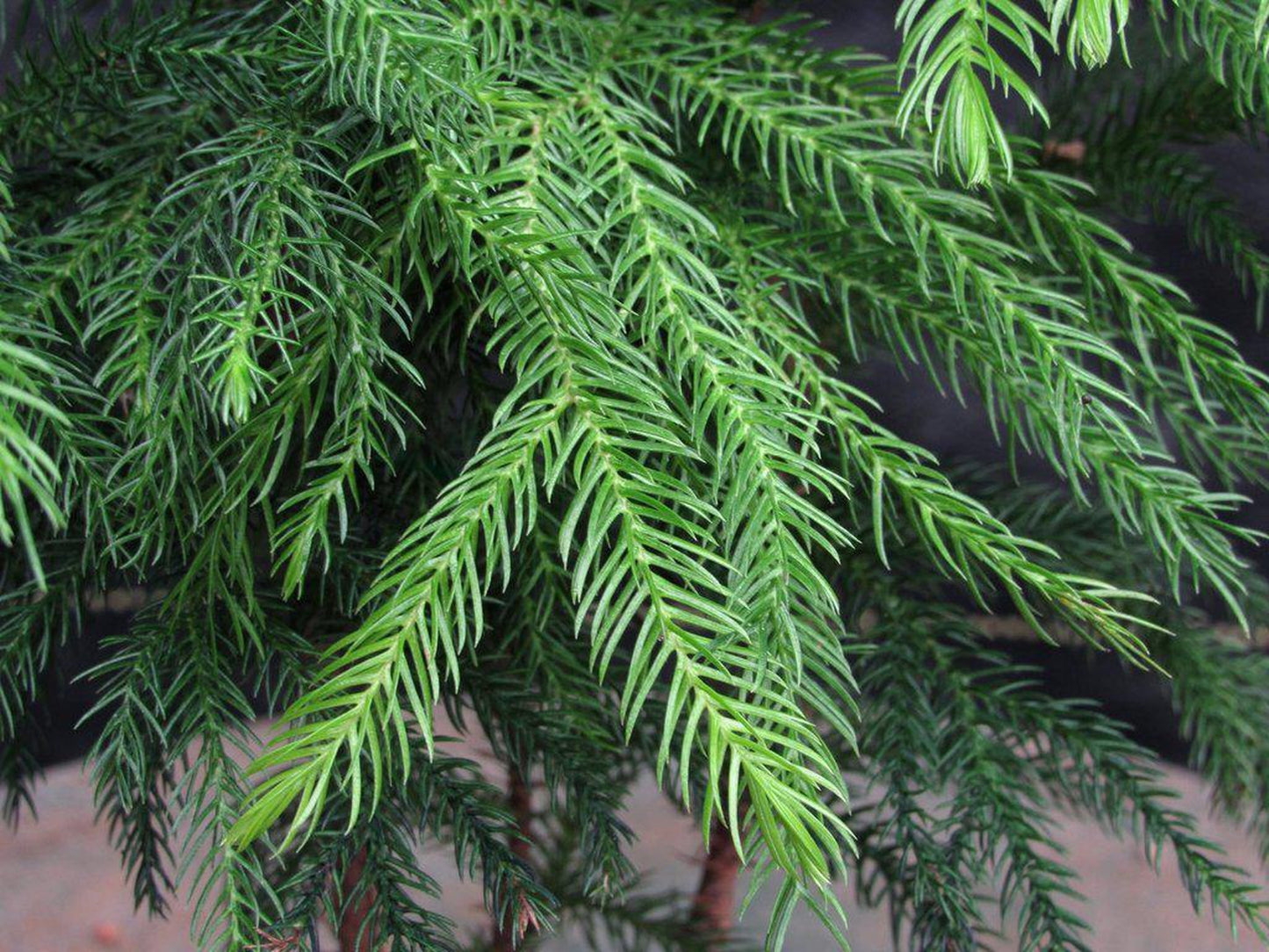 Norfolk Island Pine Bonsai Tree