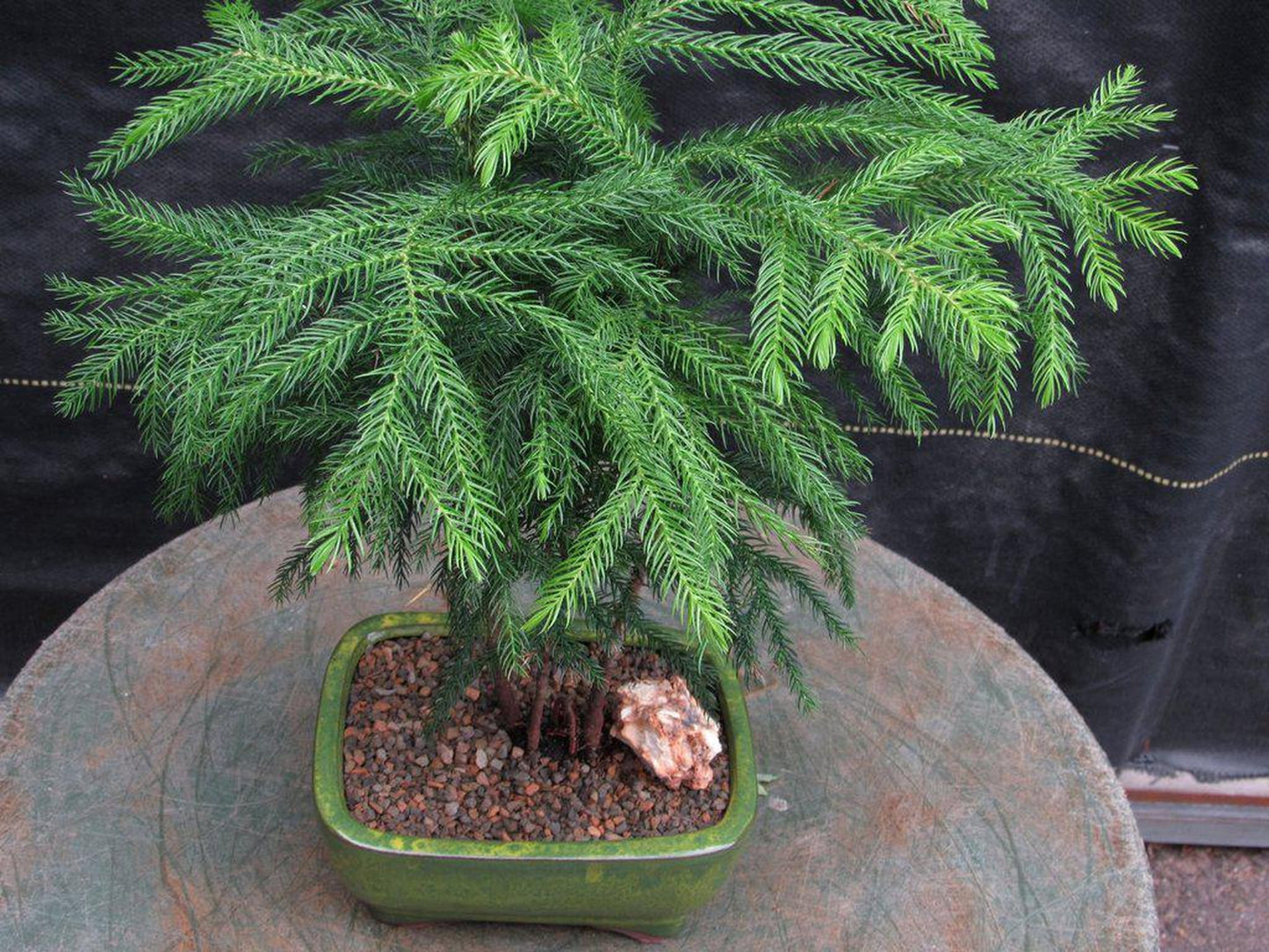 Norfolk Island Pine Bonsai Tree