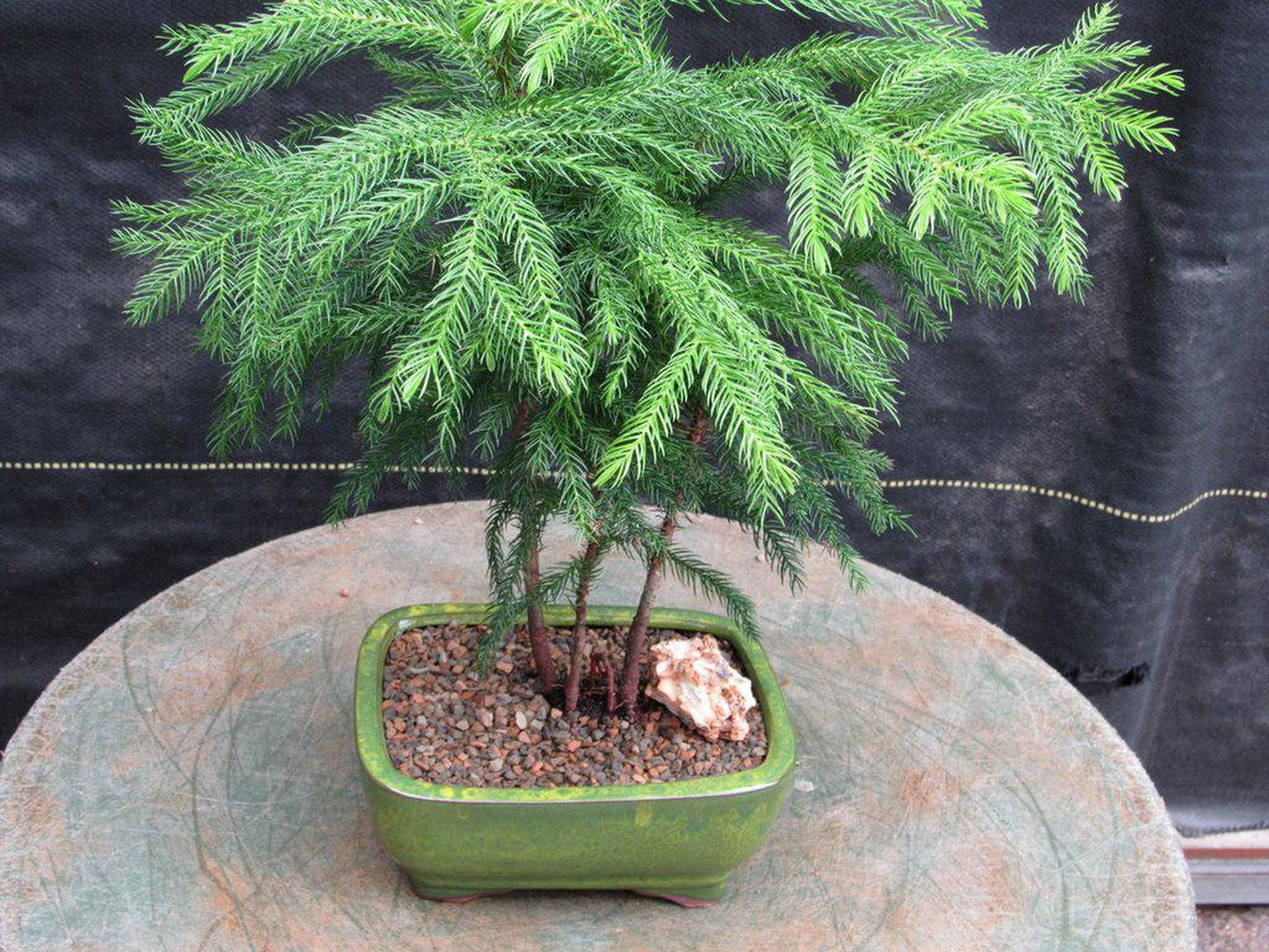 Norfolk Island Pine Bonsai Tree