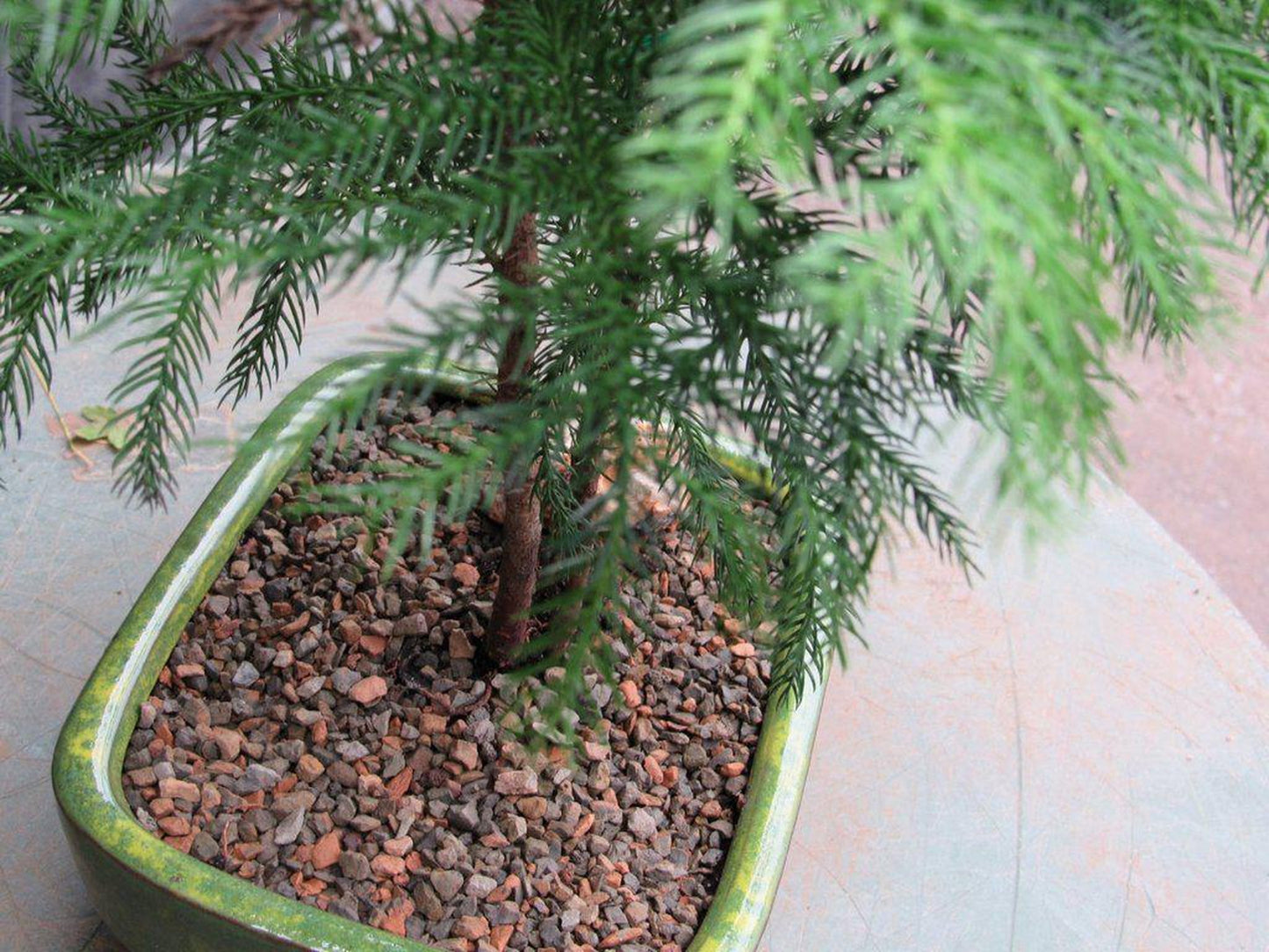 Norfolk Island Pine Bonsai Tree