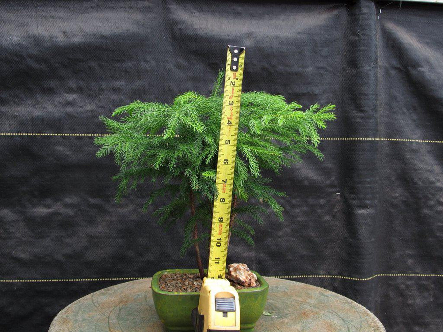 Norfolk Island Pine Bonsai Tree