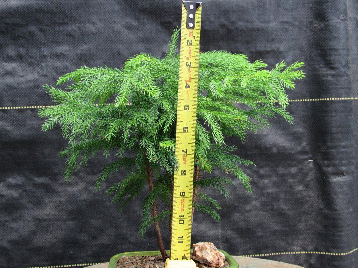 Norfolk Island Pine Bonsai Tree