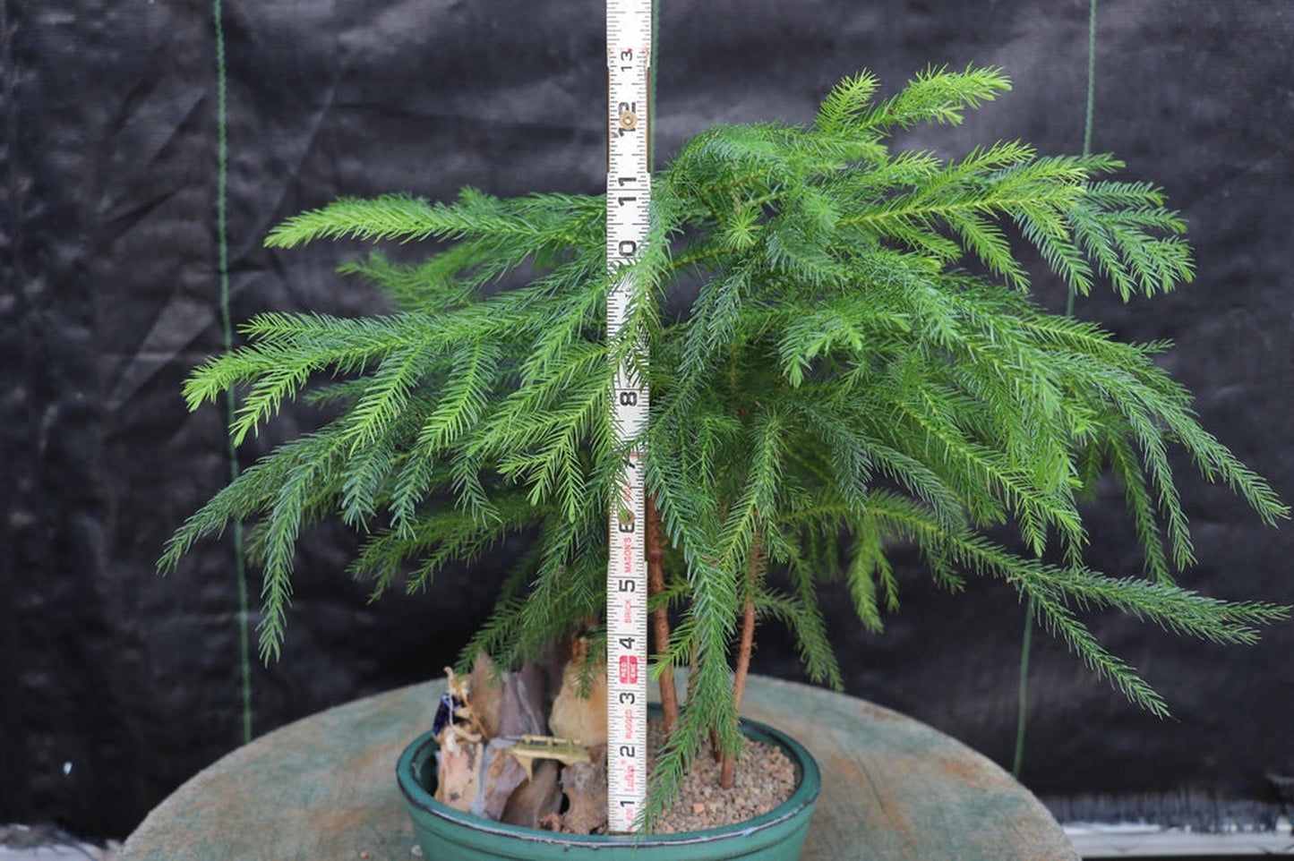 Norfolk Island Pine Bonsai Tree Landscape Scene