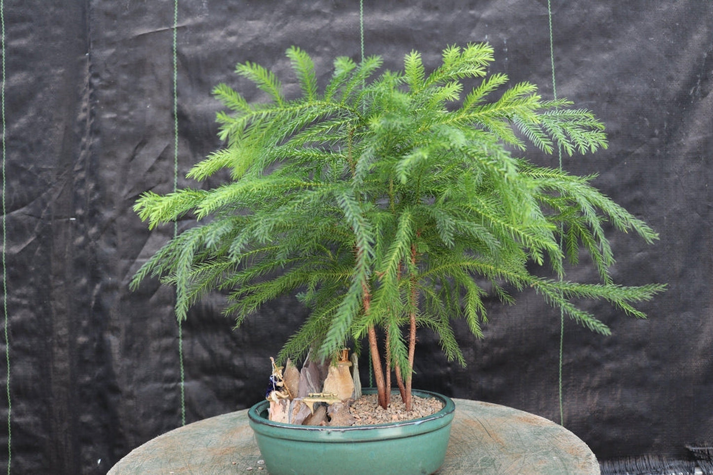 Norfolk Island Pine Bonsai Tree Landscape Scene