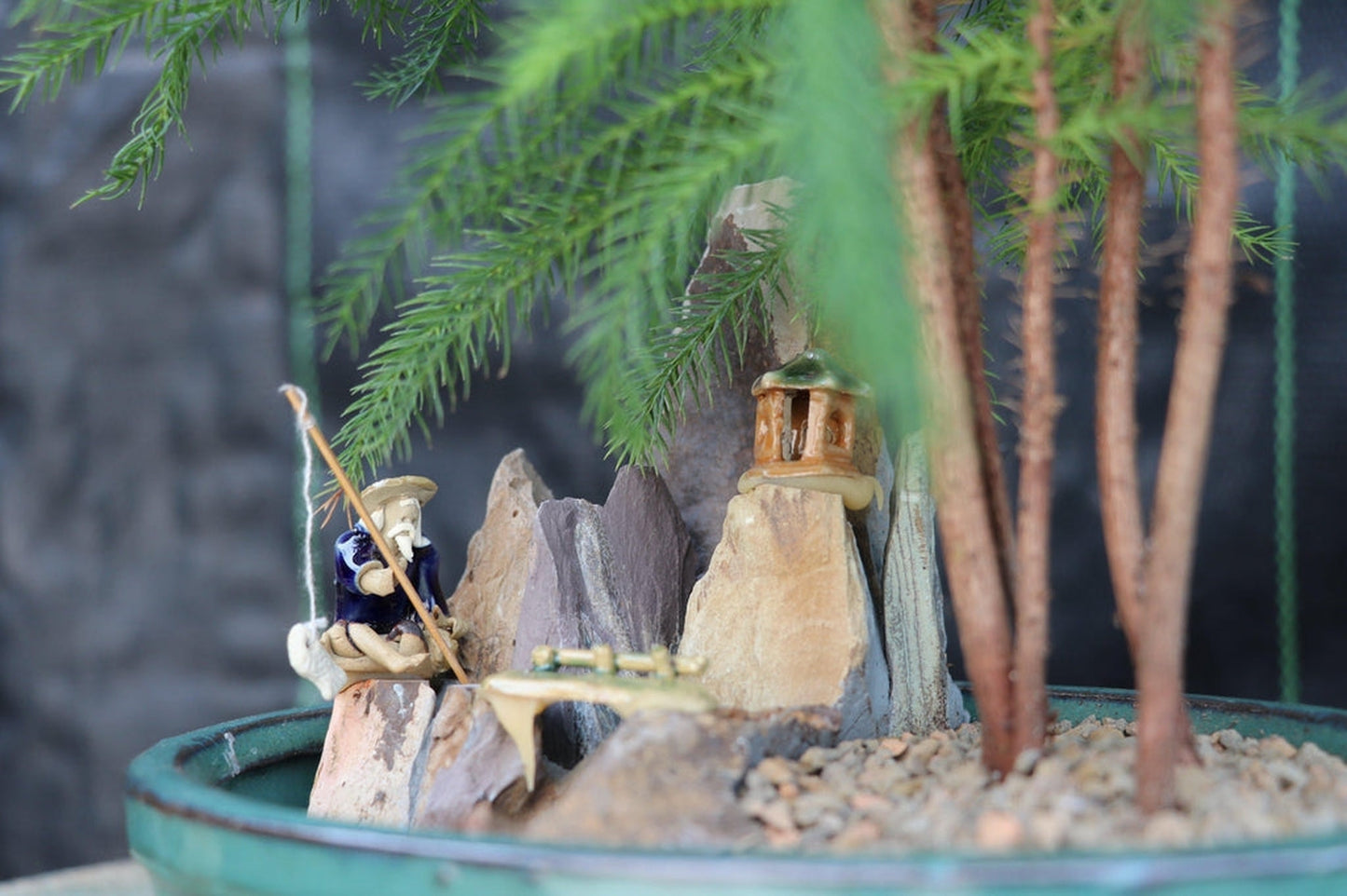 Norfolk Island Pine Bonsai Tree Landscape Scene