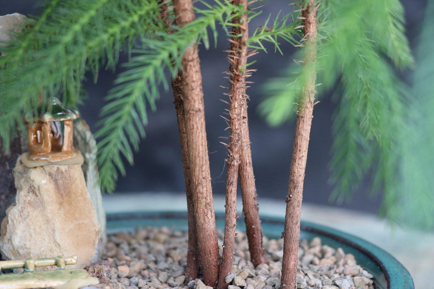 Norfolk Island Pine Bonsai Tree Landscape Scene