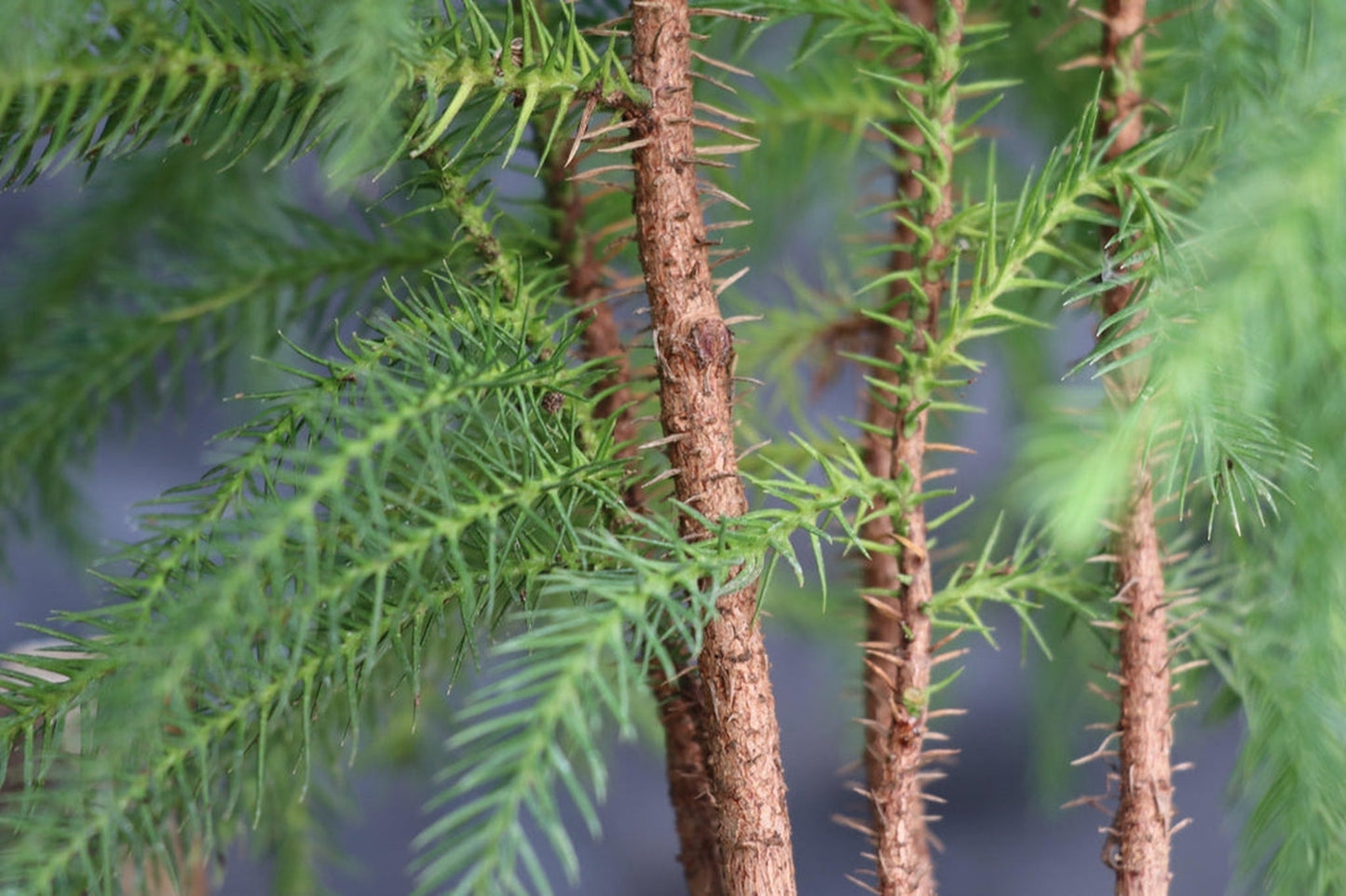 Norfolk Island Pine Bonsai Tree Landscape Scene