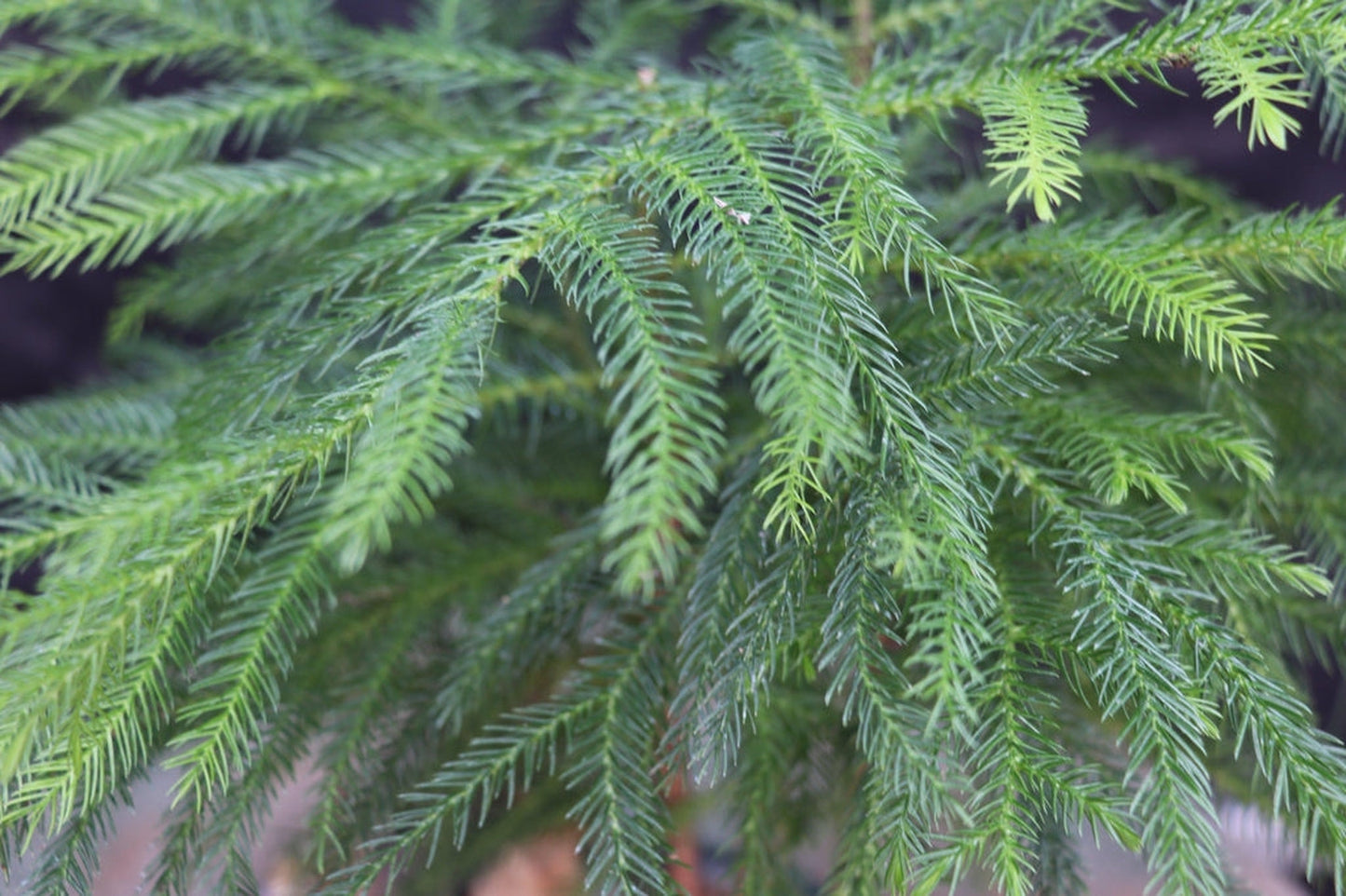 Norfolk Island Pine Bonsai Tree Landscape Scene