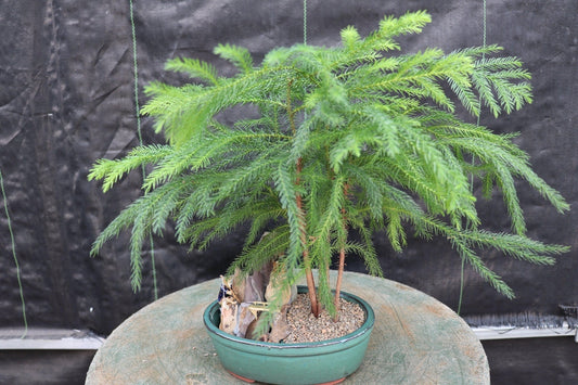 Norfolk Island Pine Bonsai Tree Landscape Scene