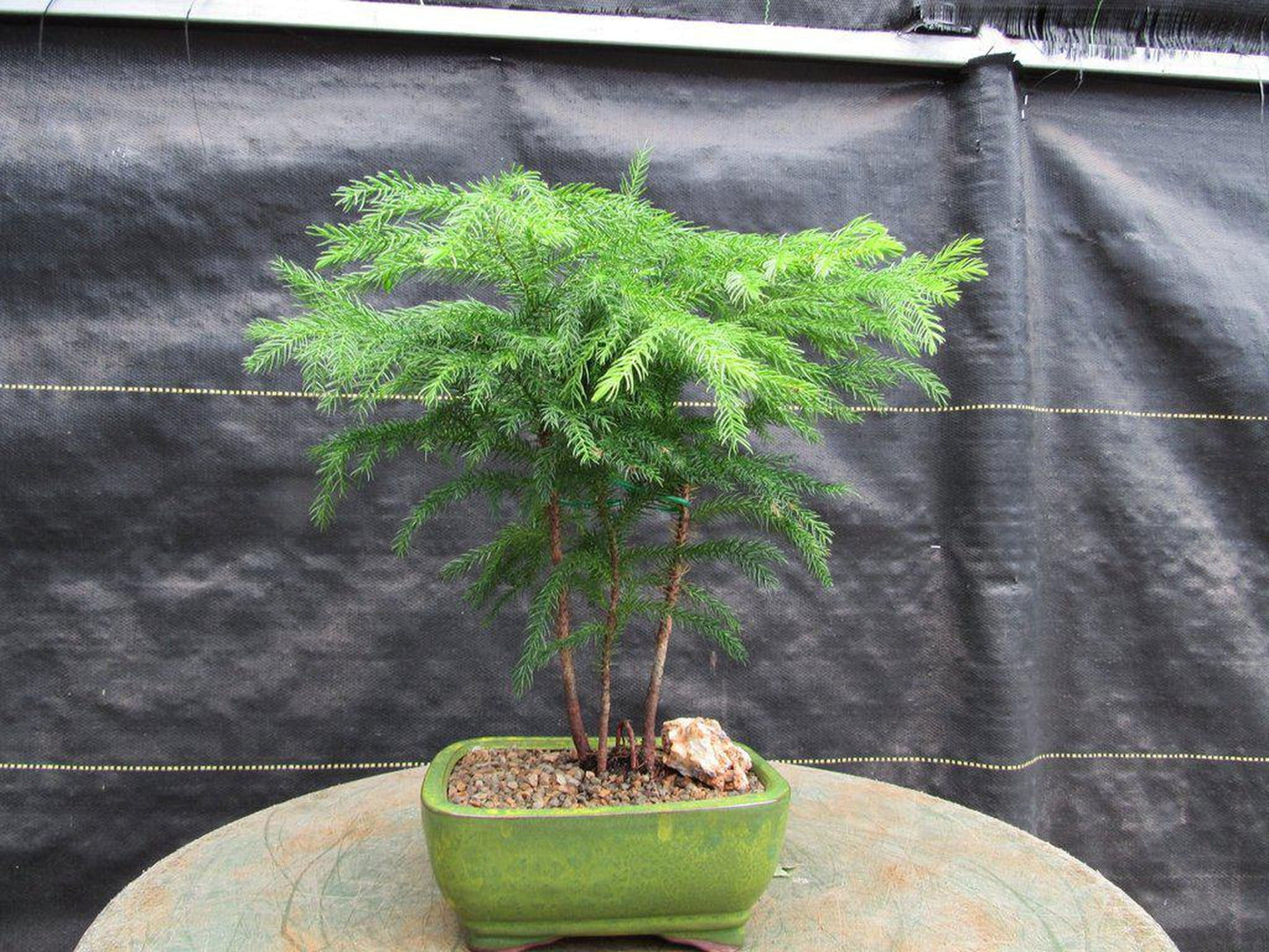 Norfolk Island Pine Bonsai Tree