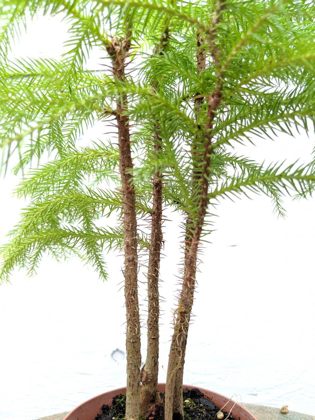 Norfolk Island Pine Pre Bonsai Tree