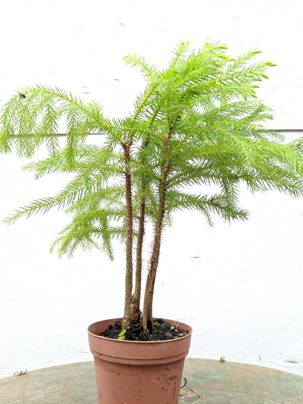 Norfolk Island Pine Pre Bonsai Tree