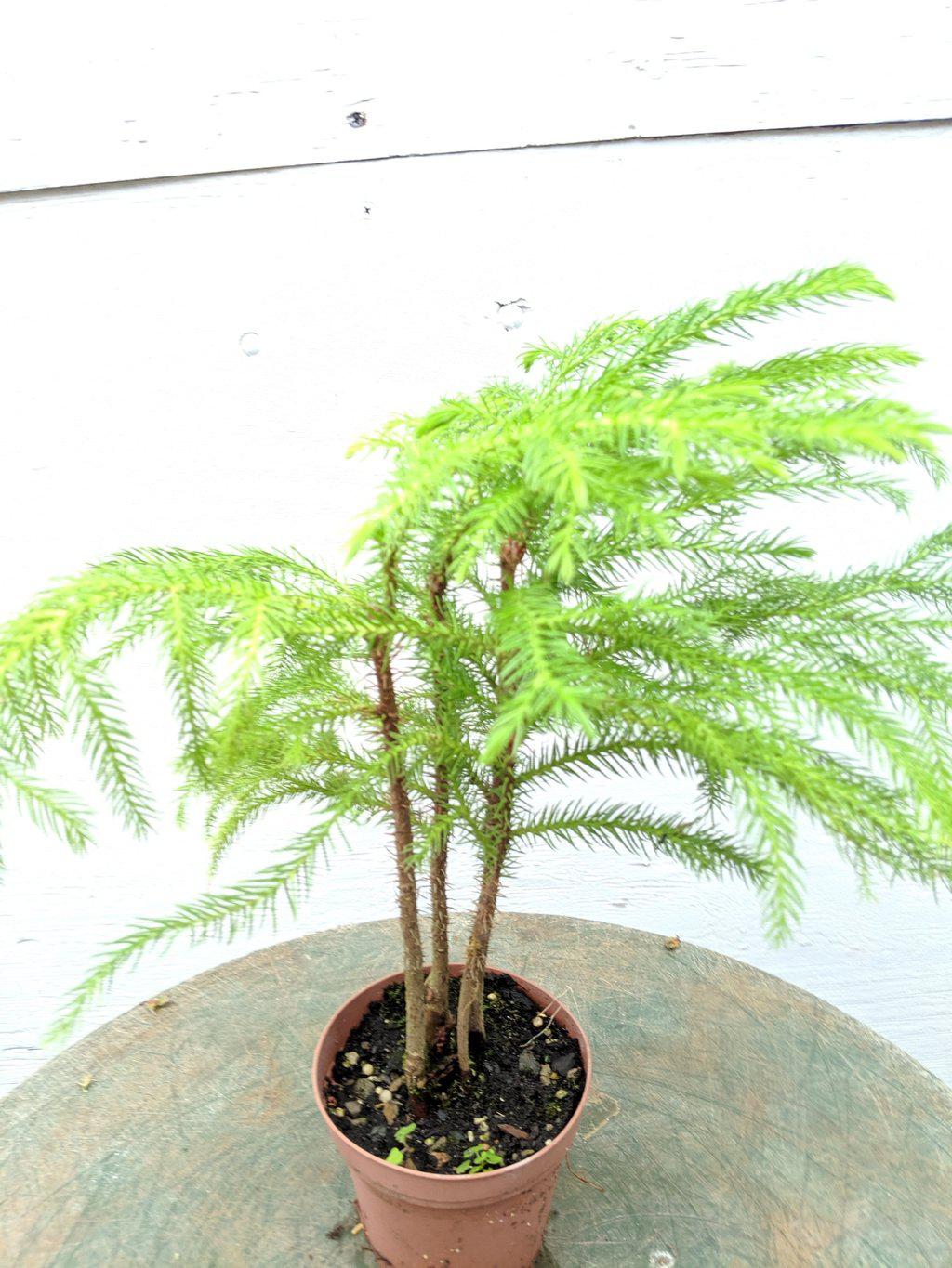 Norfolk Island Pine Pre Bonsai Tree