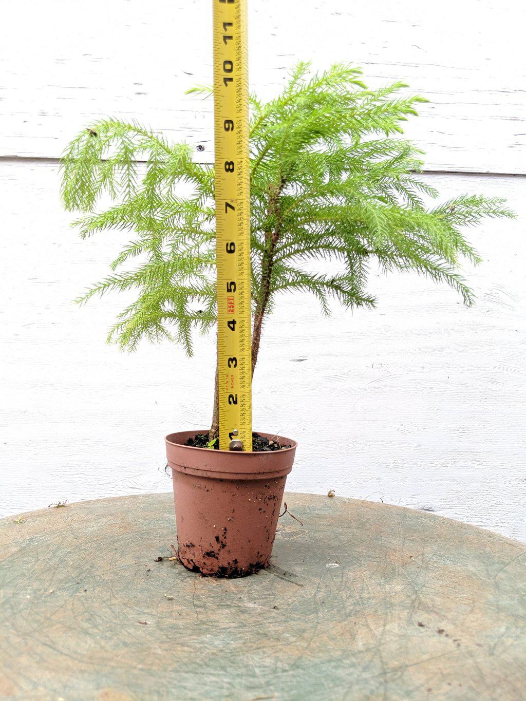 Norfolk Island Pine Pre Bonsai Tree