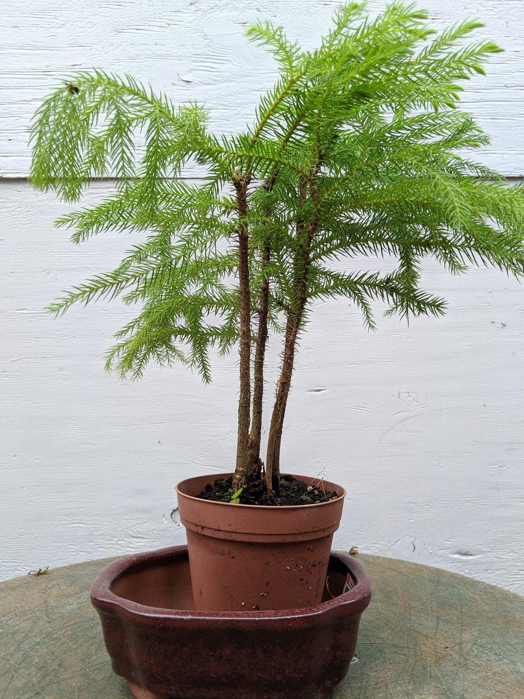 Norfolk Island Pine Pre Bonsai Tree