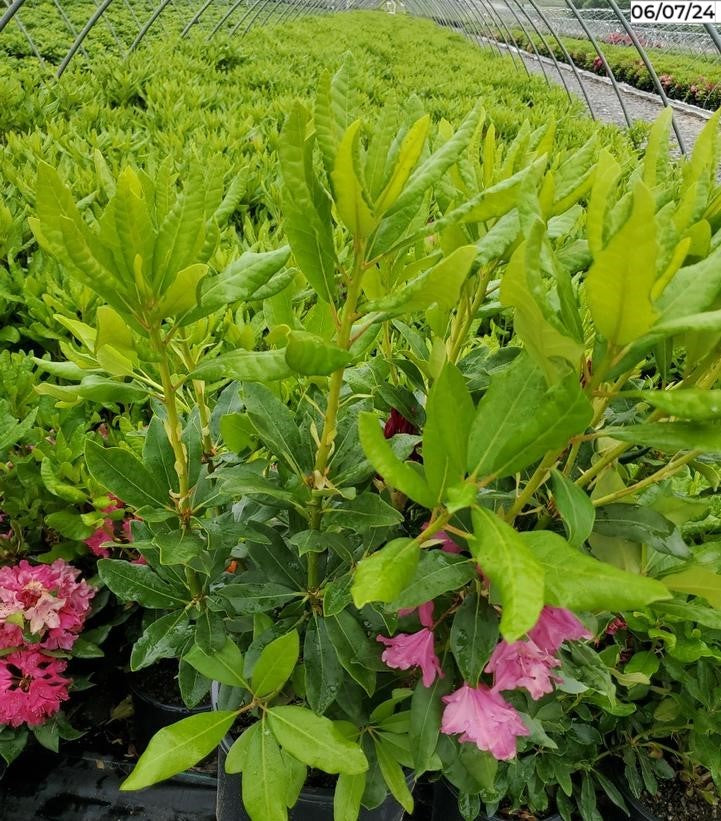 Nova Zembla Rhododendron