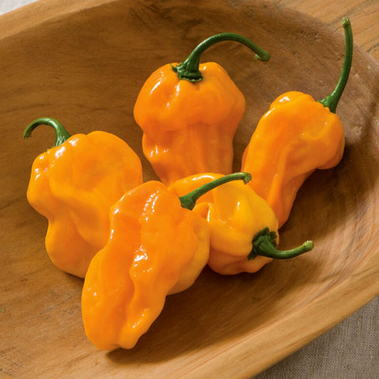 NuMex Suave Orange Pepper Seeds