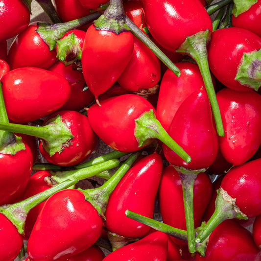 NuMex Chili Pepper Seeds