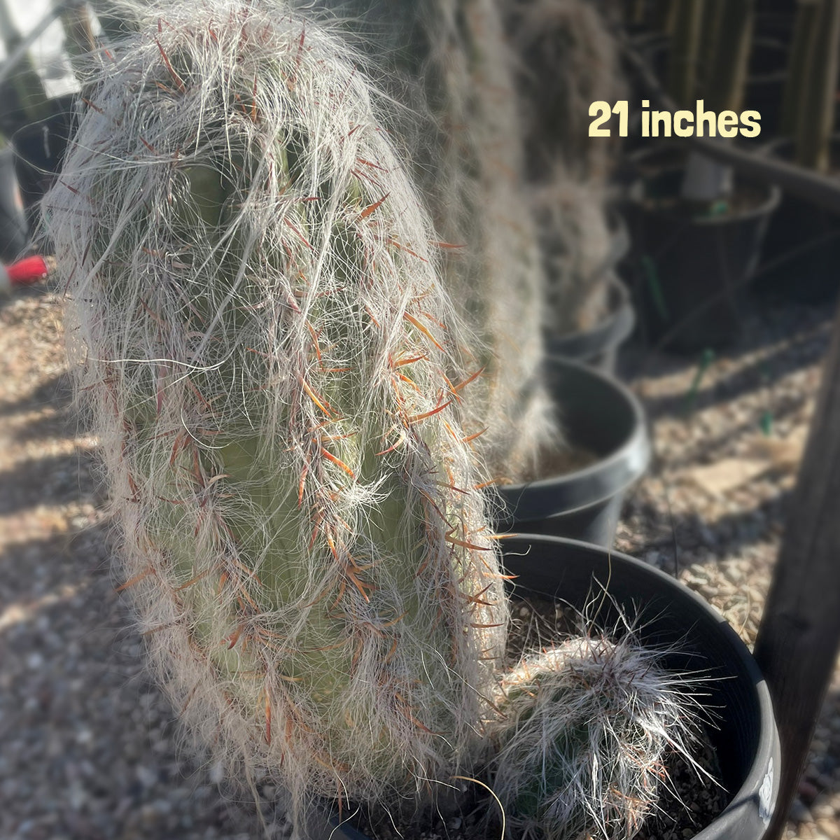 Old Man of the Andes