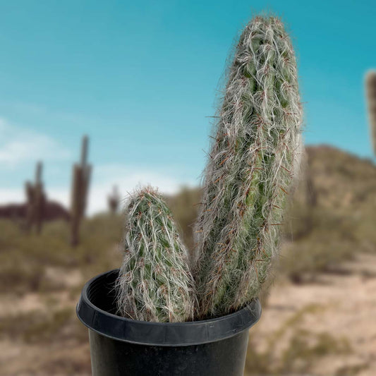 Old Man of the Andes