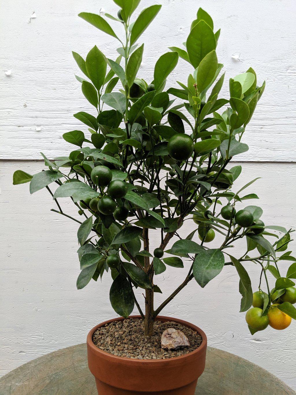 Orange Citrus Bonsai Tree