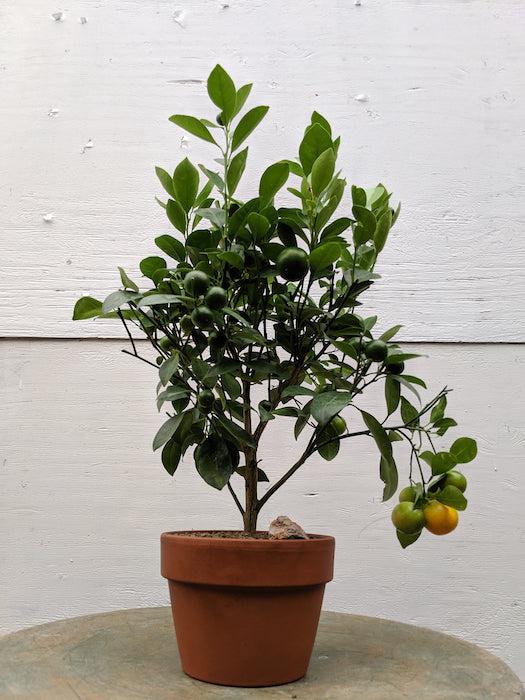 Orange Citrus Bonsai Tree