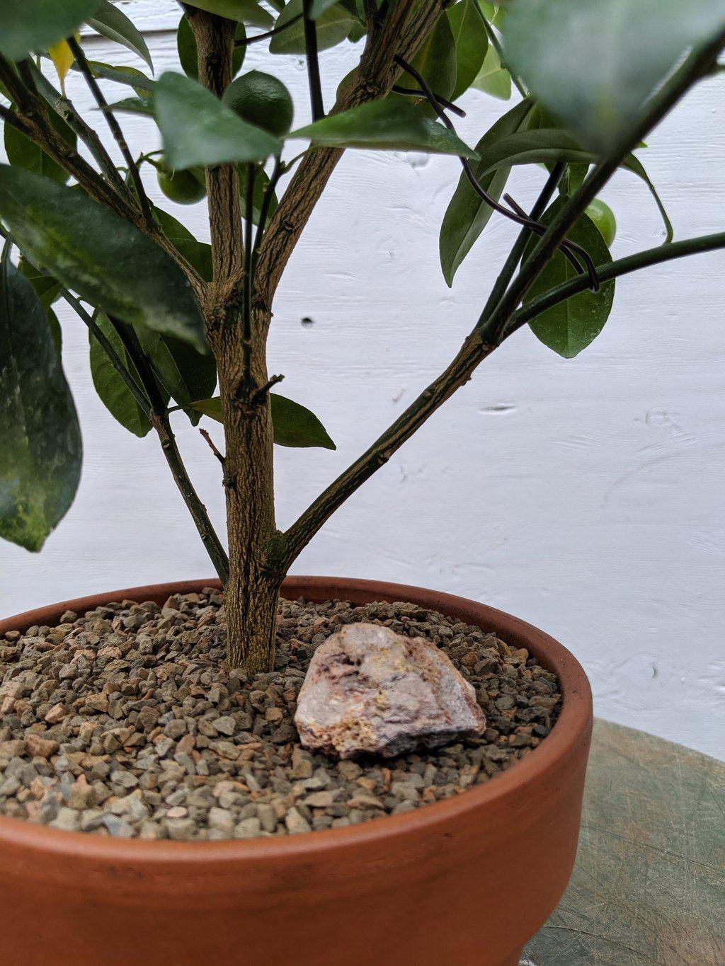 Orange Citrus Bonsai Tree