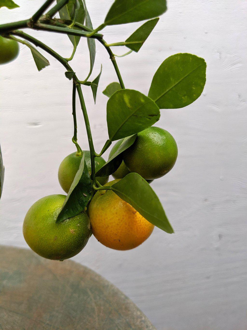 Orange Citrus Bonsai Tree