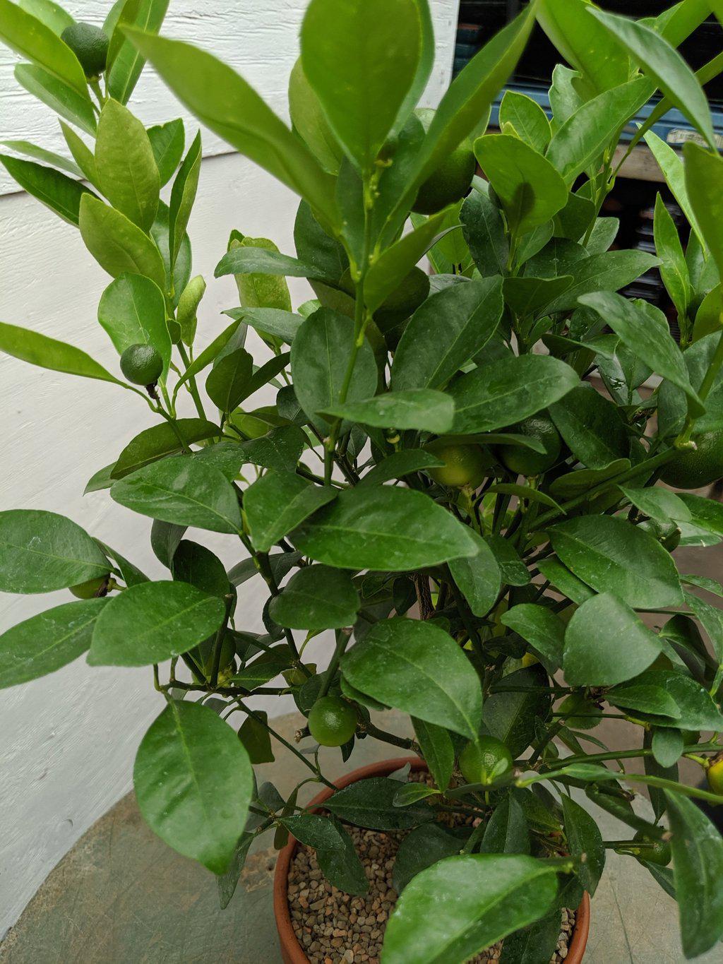 Orange Citrus Bonsai Tree