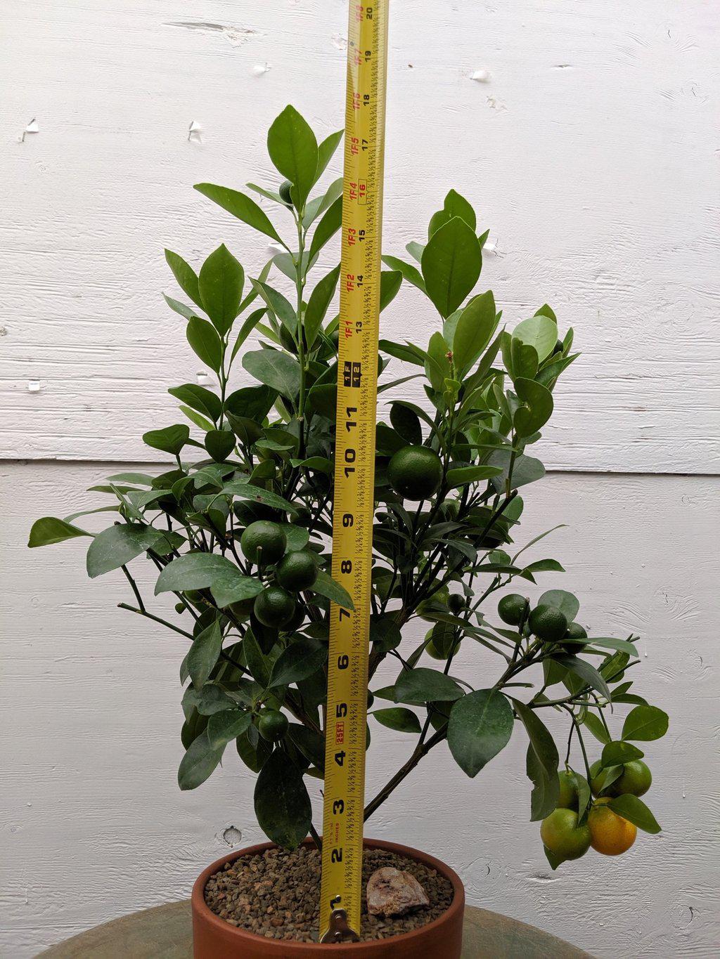 Orange Citrus Bonsai Tree