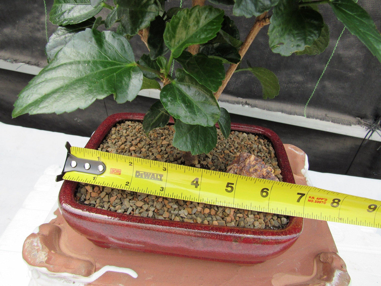 Orange Tropical Hibiscus Bonsai Tree