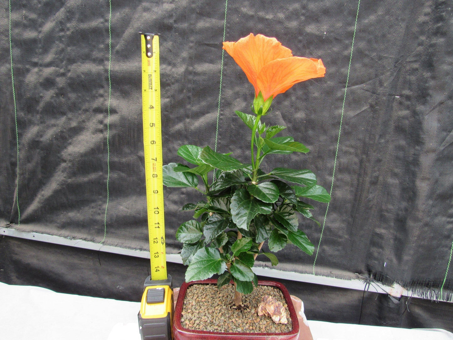 Orange Tropical Hibiscus Bonsai Tree