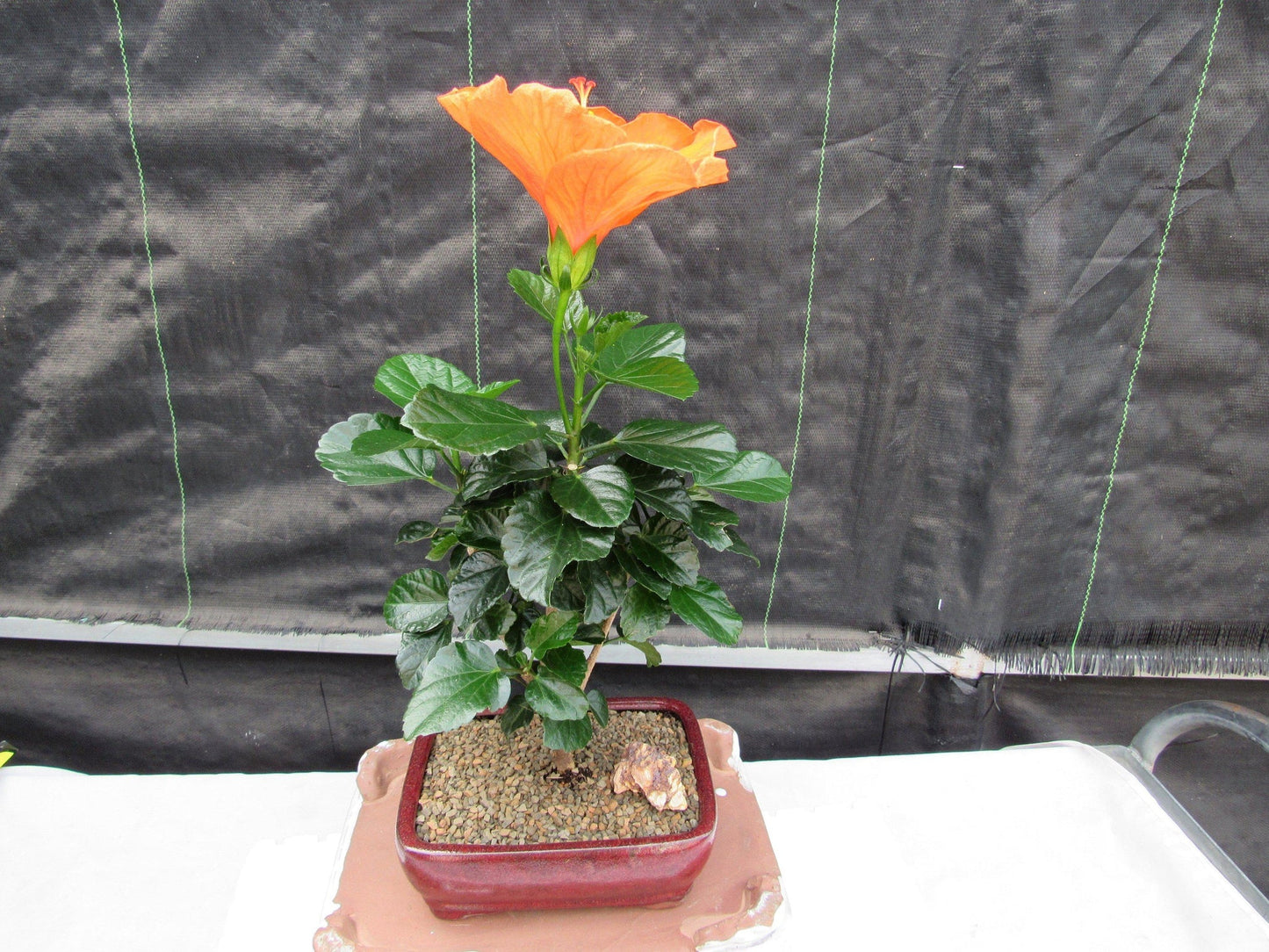 Orange Tropical Hibiscus Bonsai Tree