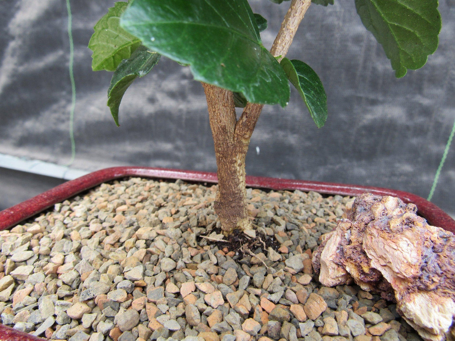 Orange Tropical Hibiscus Bonsai Tree