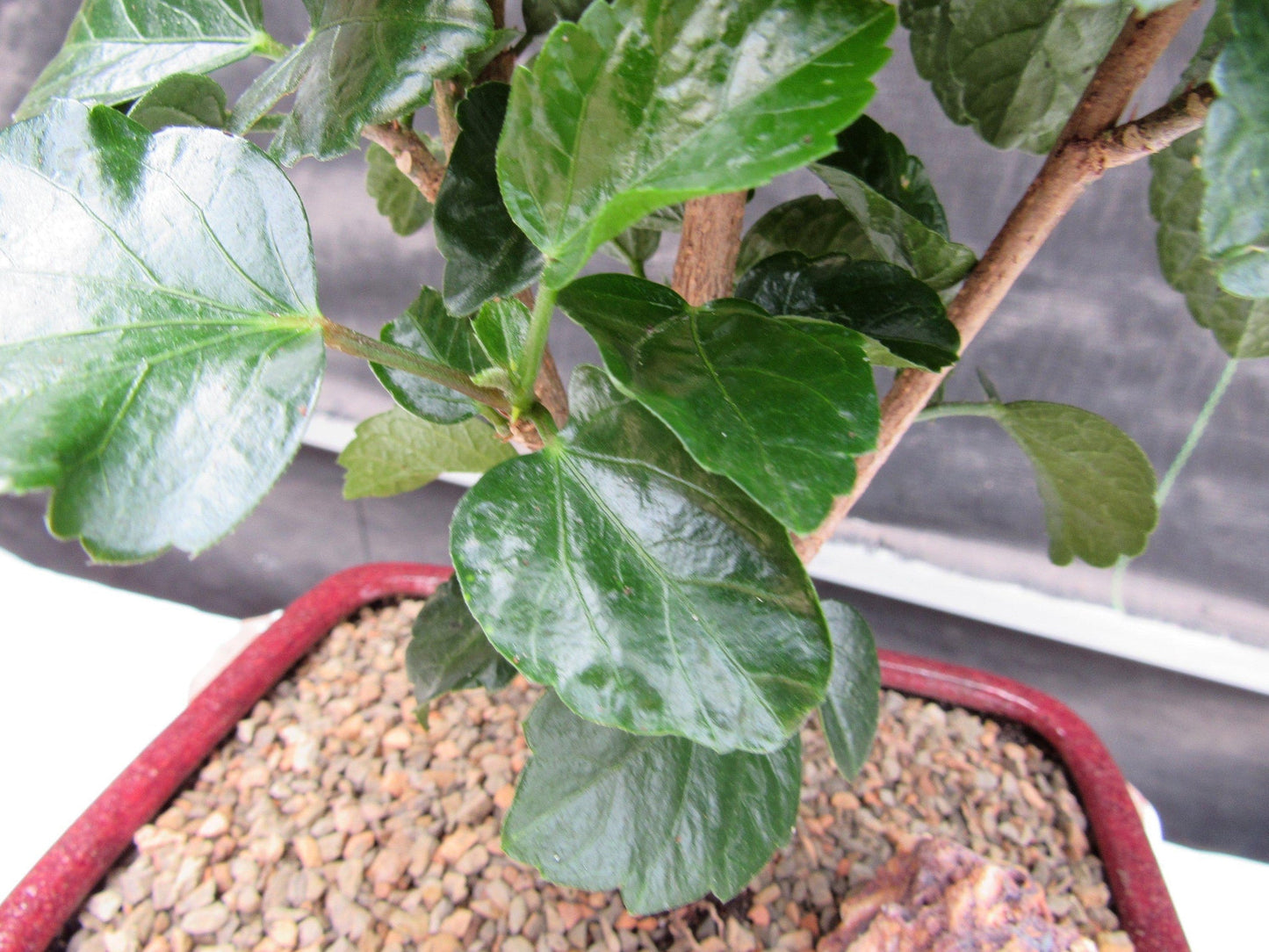 Orange Tropical Hibiscus Bonsai Tree