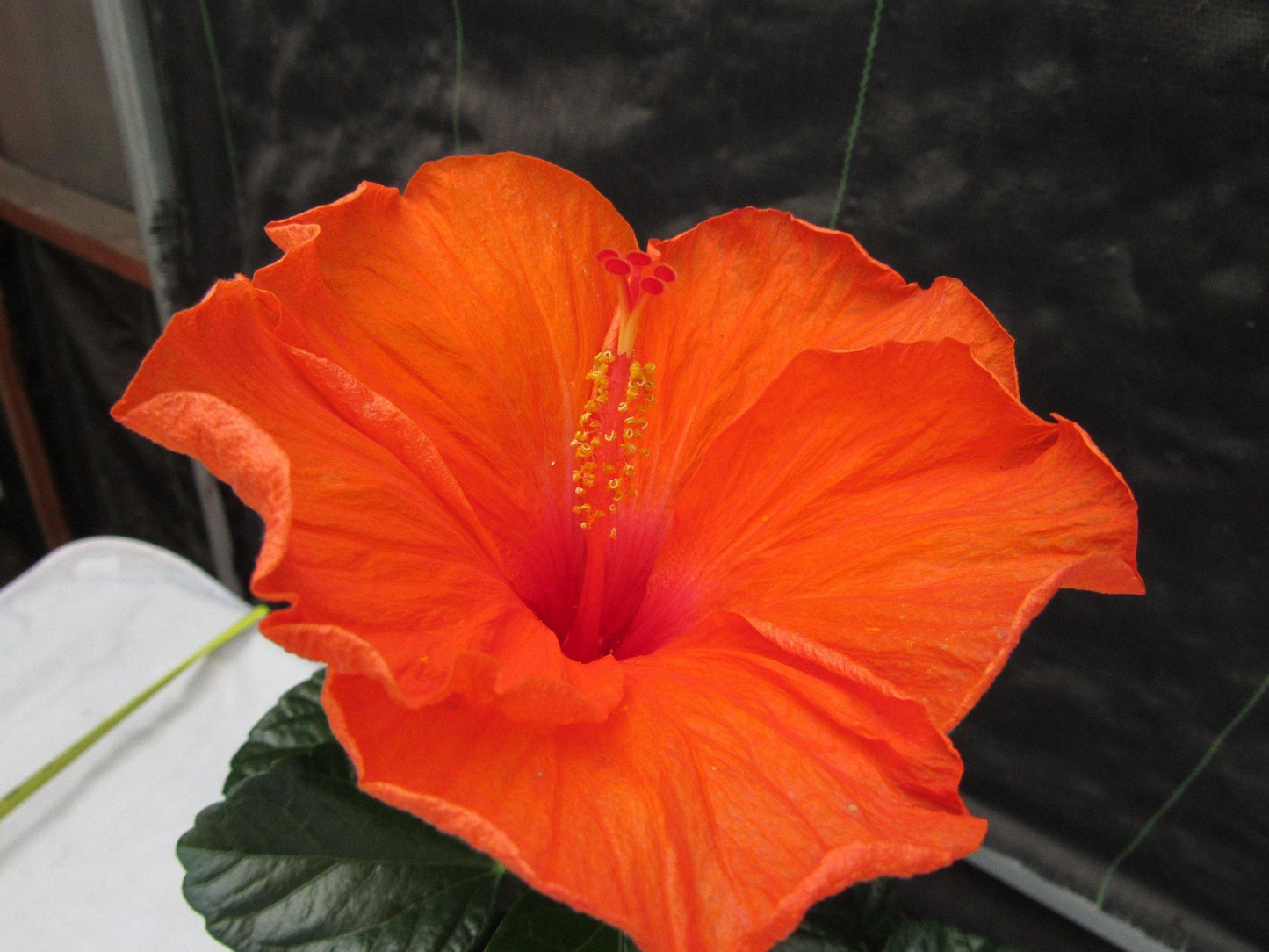 Orange Tropical Hibiscus Bonsai Tree