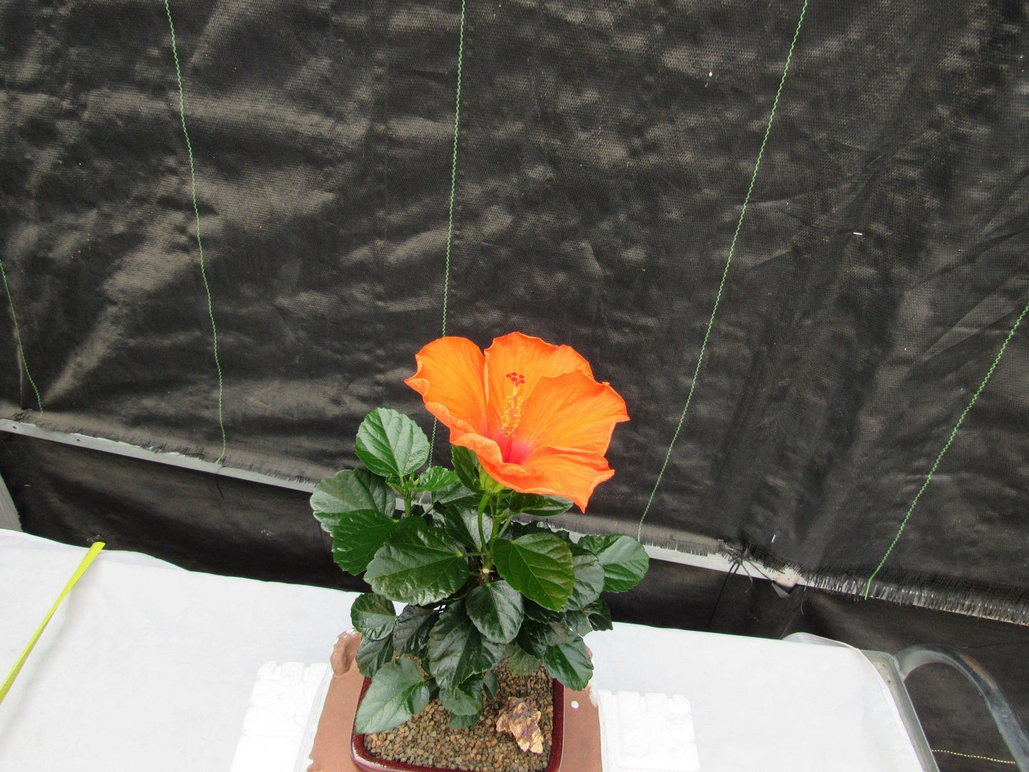 Orange Tropical Hibiscus Bonsai Tree