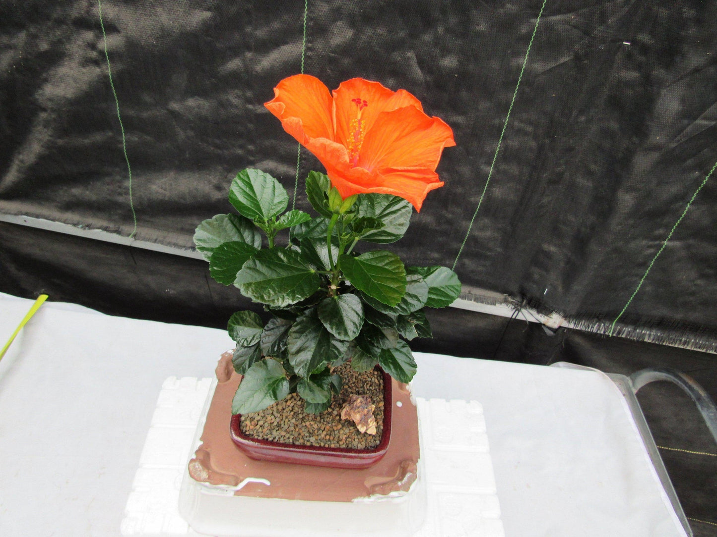 Orange Tropical Hibiscus Bonsai Tree